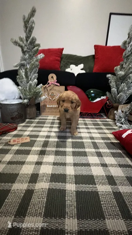 Cocoa, a male Golden Retriever for sale in Lakeland, FL – 1 of 6
