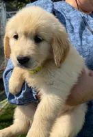 Henry, a male Golden Retriever for sale in Lakeland, FL – 3 of 3