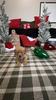 Jingles , a male Golden Retriever for sale in Lakeland, FL – 3 of 7