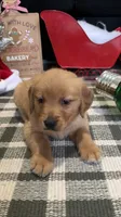 Jingles , a male Golden Retriever for sale in Lakeland, FL – 7 of 7