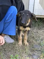 Ram, a male German Shepherd Dog for sale in Lakeland, FL – 3 of 4