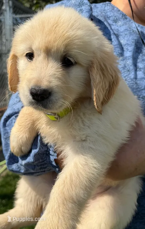 Henry – Golden Retriever puppy for sale in Lakeland, FL