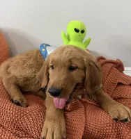 Comet , a male Golden Retriever for sale in Lakeland, FL – 4 of 4