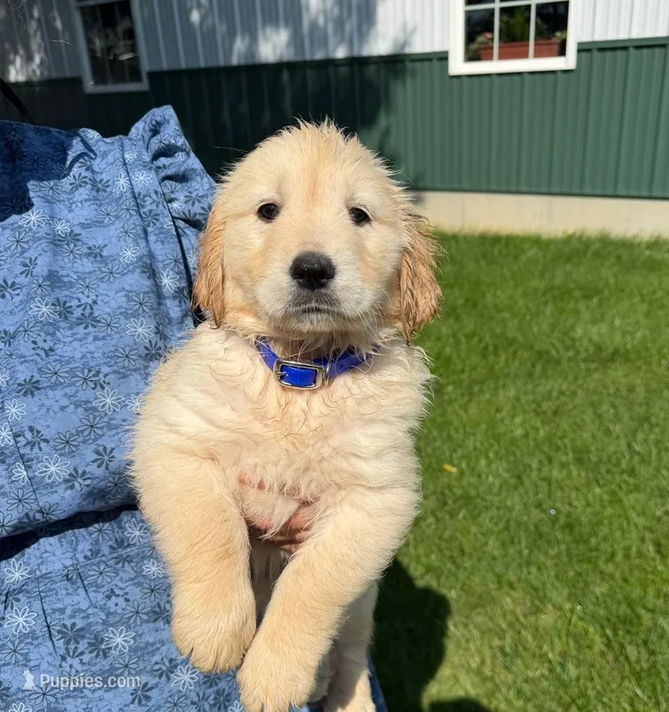 Marshmallow  – Golden Retriever puppy for sale in Lakeland, FL