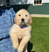 Marshmallow , a male Golden Retriever for sale in Lakeland, FL – 1 of 3