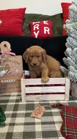 Buddy, a male Golden Retriever for sale in Lakeland, FL – 8 of 8