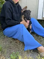 Diesel , a male German Shepherd Dog for sale in Lakeland, FL – 2 of 3