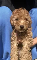 Teddy, a male Poodle - Miniature  for sale in Lakeland, FL – 2 of 3