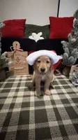 Santa , a male Golden Retriever for sale in Lakeland, FL – 3 of 6
