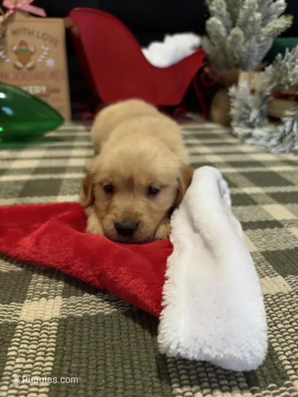 Noel , a female Golden Retriever for sale in Lakeland, FL – 1 of 5