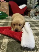 Noel , a female Golden Retriever for sale in Lakeland, FL – 1 of 5