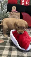 Rudolph , a male Golden Retriever for sale in Lakeland, FL – 5 of 7