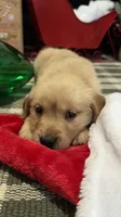 Noel , a female Golden Retriever for sale in Lakeland, FL – 2 of 5