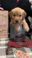 Chestnut , a male Golden Retriever for sale in Lakeland, FL – 7 of 8