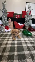 Jingles , a male Golden Retriever for sale in Lakeland, FL – 5 of 7