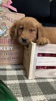 Buddy, a male Golden Retriever for sale in Lakeland, FL – 2 of 8