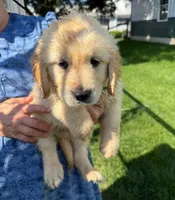 Blondie, a female Golden Retriever for sale in Lakeland, FL – 2 of 3