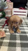 Holly , a male Golden Retriever for sale in Lakeland, FL – 8 of 9