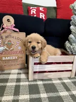 Jolly, a male Golden Retriever for sale in Lakeland, FL – 7 of 9