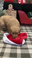 Rudolph , a male Golden Retriever for sale in Lakeland, FL – 3 of 7