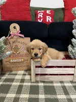 Jolly, a male Golden Retriever for sale in Lakeland, FL – 5 of 9