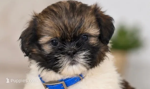 Winston  – Shih Tzu puppy for sale in Lakeland, FL