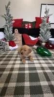 Jingles , a male Golden Retriever for sale in Lakeland, FL – 6 of 7