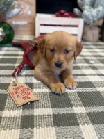 Holly , a male Golden Retriever for sale in Lakeland, FL – 6 of 9