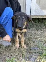 Ram, a male German Shepherd Dog for sale in Lakeland, FL – 4 of 4