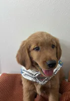 Comet , a male Golden Retriever for sale in Lakeland, FL – 2 of 4