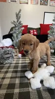 Claus , a male Golden Retriever for sale in Lakeland, FL – 8 of 8