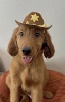 Woody , a male Golden Retriever for sale in Lakeland, FL – 1 of 3