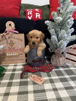 Chestnut , a male Golden Retriever for sale in Lakeland, FL – 6 of 8