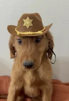 Woody , a male Golden Retriever for sale in Lakeland, FL – 3 of 3