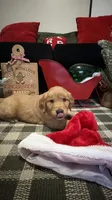 Cocoa, a male Golden Retriever for sale in Lakeland, FL – 4 of 6