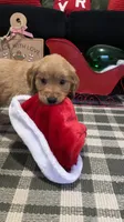 Rudolph , a male Golden Retriever for sale in Lakeland, FL – 2 of 7