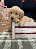 Jolly, a male Golden Retriever for sale in Lakeland, FL – 4 of 9