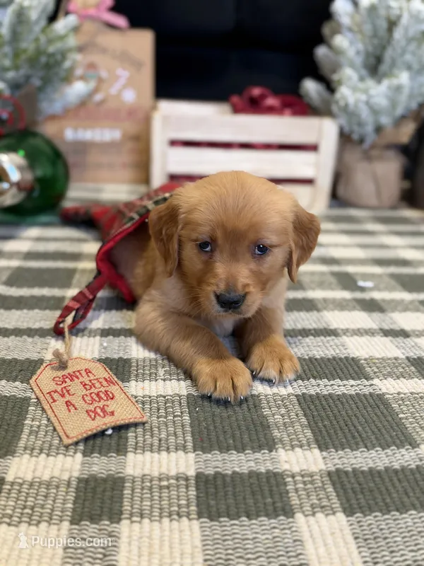 Holly , a male Golden Retriever for sale in Lakeland, FL – 1 of 9
