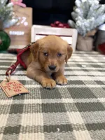 Holly , a male Golden Retriever for sale in Lakeland, FL – 5 of 9