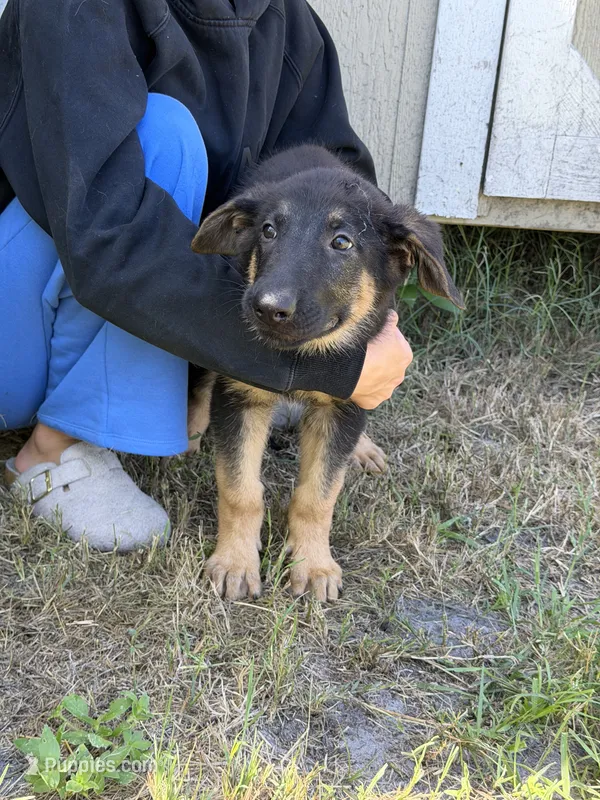 Ram – German Shepherd Dog puppy for sale in Lakeland, FL