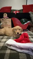 Cocoa, a male Golden Retriever for sale in Lakeland, FL – 5 of 6