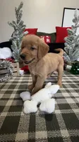Claus , a male Golden Retriever for sale in Lakeland, FL – 2 of 8