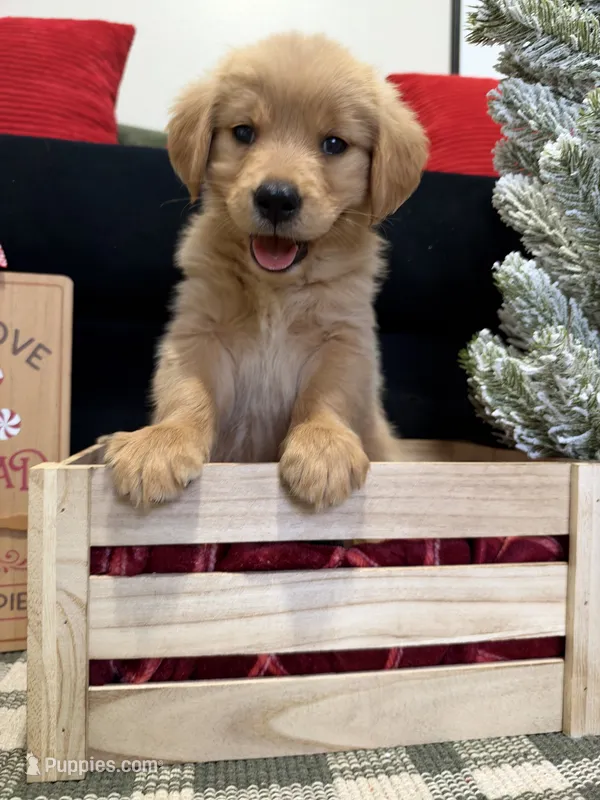 Jolly, a male Golden Retriever for sale in Lakeland, FL – 1 of 9