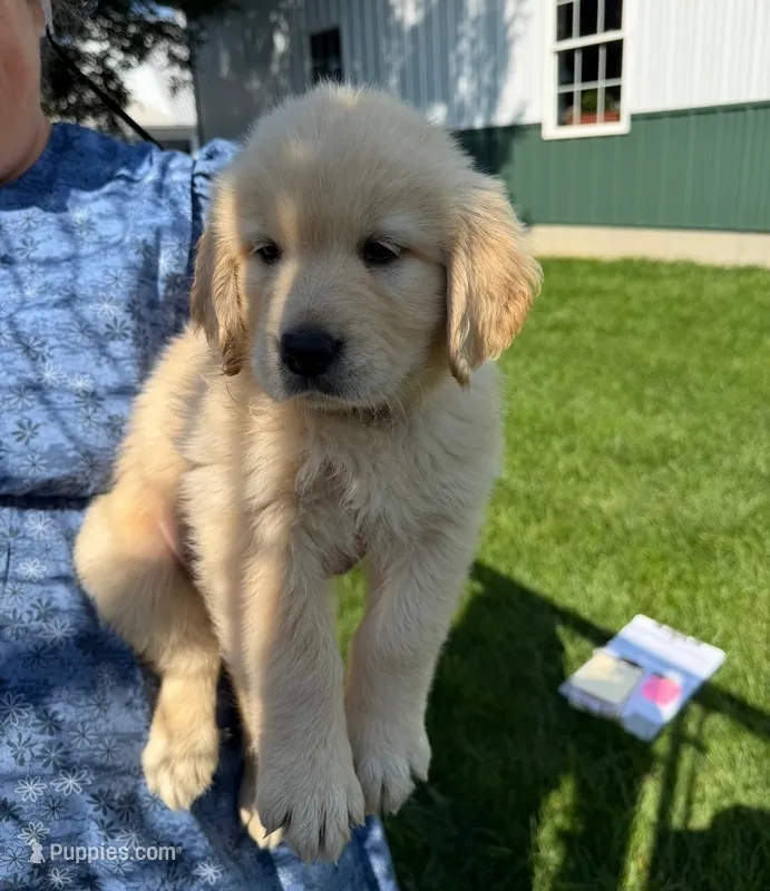 Peaches  – Golden Retriever puppy for sale in Lakeland, FL