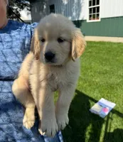 Peaches , a female Golden Retriever for sale in Lakeland, FL – 1 of 3
