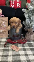 Chestnut , a male Golden Retriever for sale in Lakeland, FL – 3 of 8