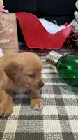 Jingles , a male Golden Retriever for sale in Lakeland, FL – 4 of 7