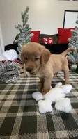 Claus , a male Golden Retriever for sale in Lakeland, FL – 4 of 8