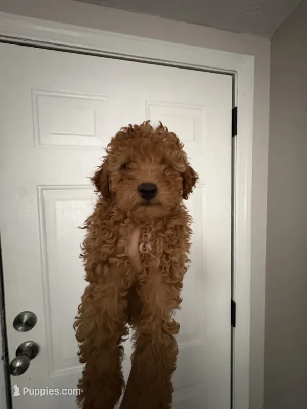 Bear  – Poodle - Miniature  puppy for sale in Lakeland, FL