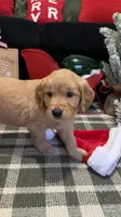 Rudolph , a male Golden Retriever for sale in Lakeland, FL – 7 of 7